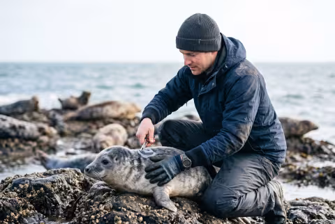 Marine mammal biologist tagging a seal on a rocky haul-out — Person `main_image`, faculty/field.